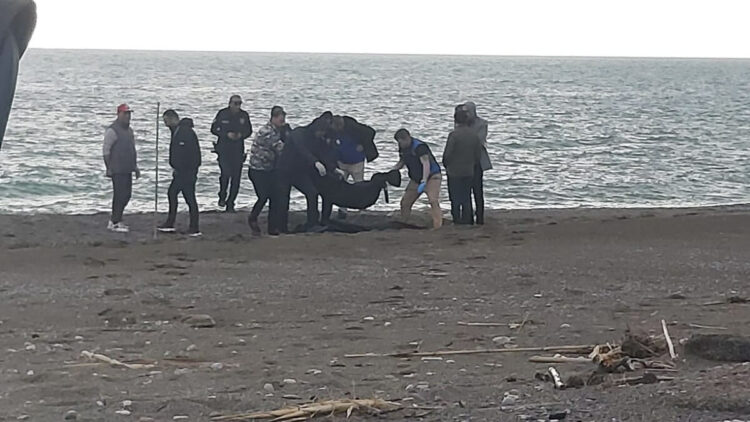 Muğla'da parçalanmış erkek cesedi bulundu