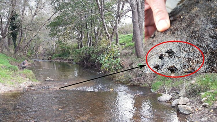Marmara Bölgesi'ndeki tatlı su salyangozları araştırılıyor