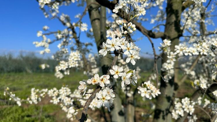 Meyve ağaçları erken çiçek açtı, çiftçi zirai dondan endişeli