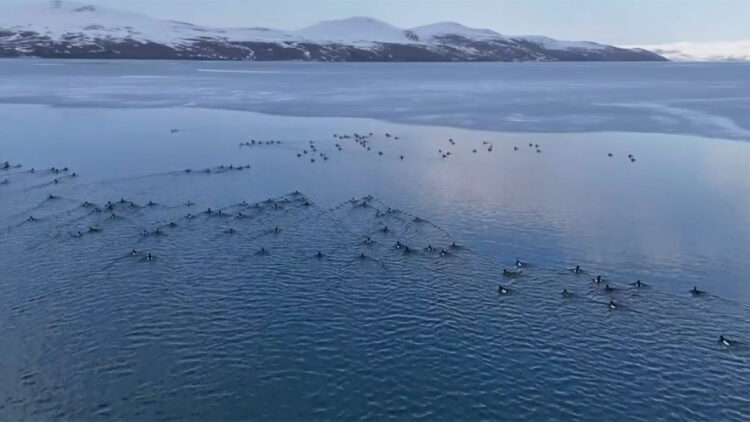 Nazik Gölü'nün buz tabakası çözüldü; yabani ördekler suya döndü