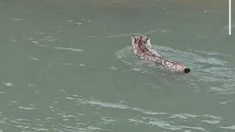 Nesli tehlike altında olan vaşak, çaydan geçerken görüntülendi