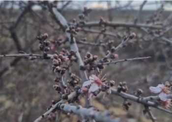 Nevşehir’de şubat ayında badem ağacı çiçek açtı