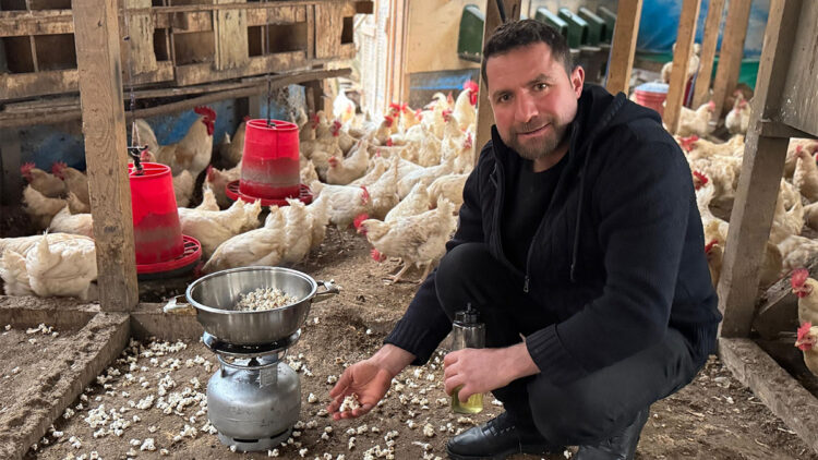 Strese giren tavukları için kümeste mısır patlatıyor