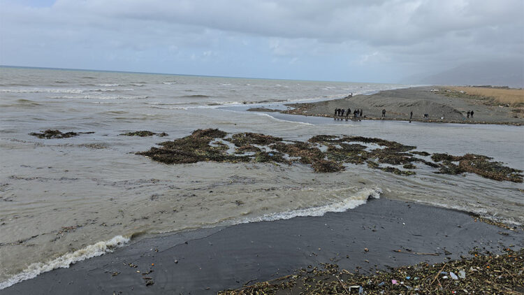 Su sümbülleri yağışların ardından akıntıyla Akdeniz'e sürüklendi