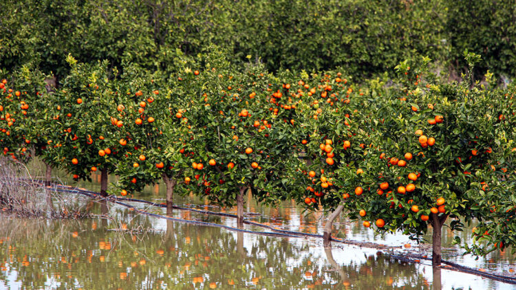 Tarım arazileri su altında kaldı; Adana'da hasatlar 45 gün gecikecek