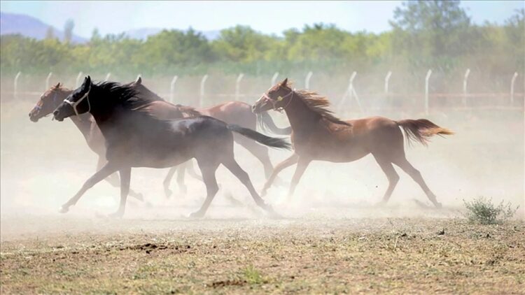 TİGEM’den 'Değeri 100 milyon lira olan yarış atları kayıp' iddialarına açıklama
