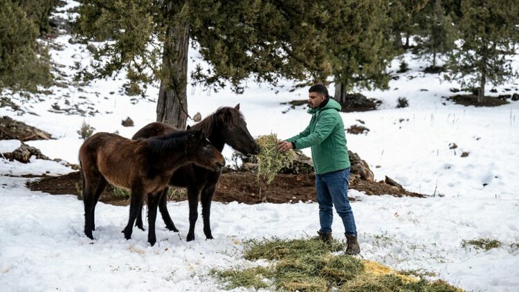 Toros Dağları'ndaki yılkı atlarına yiyecek desteği
