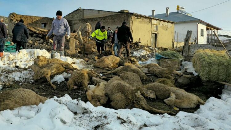 Üzerinde kar biriken ağıl çöktü, 40 koyun öldü