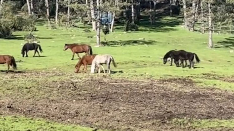 Bursa'da Uludağ'ın yamaçlarındaki yaylada gezen yılkı atları, orman muhafaza ekipleri tarafından görüntülendi.