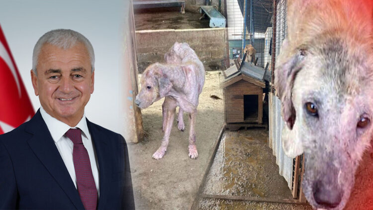 Barınaktaki tepki çeken görüntülere soruşturma