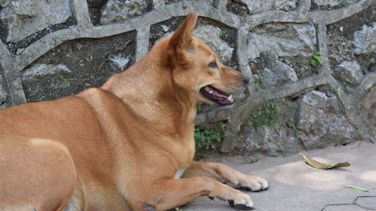 Kuduz vakalarında patlama mı var?