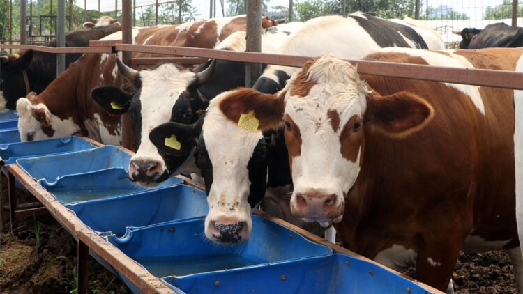 2025'te büyükbaş sayısı yüzde 4,3 arttı