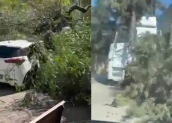 Adana'da rüzgar nedeniyle ağaçlar devrildi