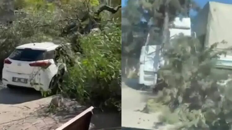 Adana'da rüzgar nedeniyle ağaçlar devrildi