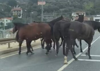 Beykoz'da başıboş atlar trafiği tehlikeye soktu