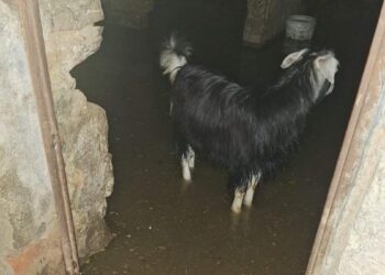 Bingöl’de sağanak su baskınlarına neden oldu; ahırda mahsur kalan keçiler kurtarıldı