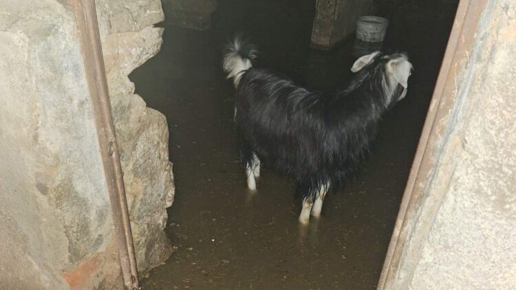 Bingöl’de sağanak su baskınlarına neden oldu; ahırda mahsur kalan keçiler kurtarıldı