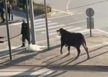 Bursa’da çiftlikten kaçan boğa sürücülere zor anlar yaşattı