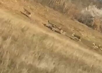 Bursa'da geyik sürüsü yola indi, sürücüler şaşırdı