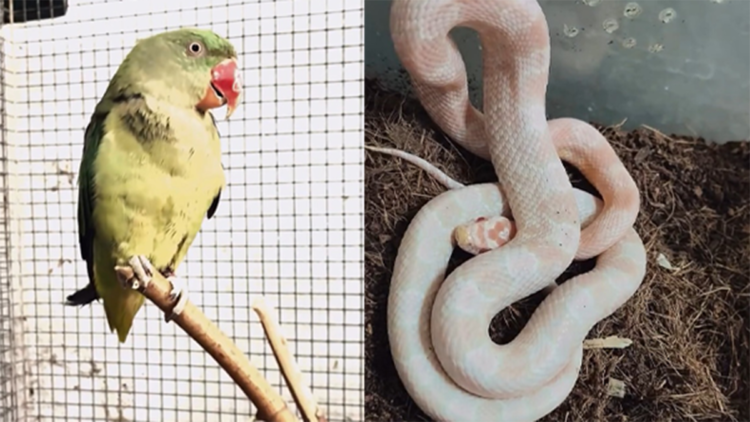 Bursa’da kaçak hayvan ticareti denetimi: 2 papağan ve 1 yılana el konuldu