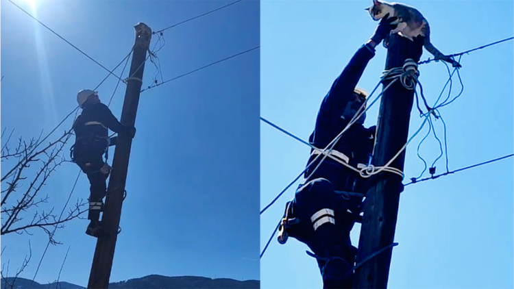 Elektrik direğinde mahsur kalan kediyi ekipler kurtardı