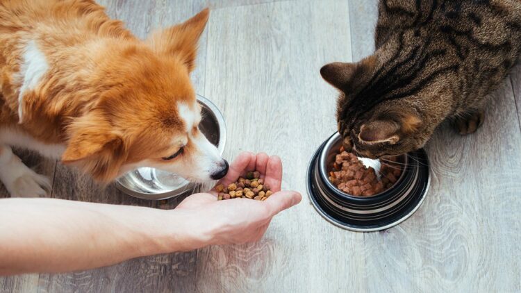 Evcil hayvanlarda kış beslenmesinde dikkat edilmesi gerekenler