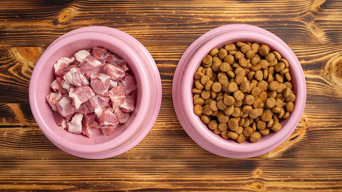 Evcil hayvanlarda kış beslenmesinde dikkat edilmesi gerekenler