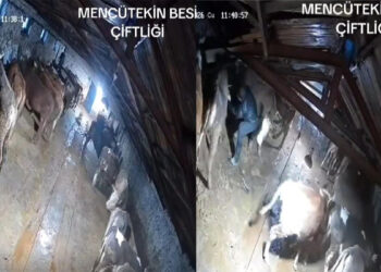 Karın çatısını çökerttiği ahırdaki hayvanları birer birer kurtardılar