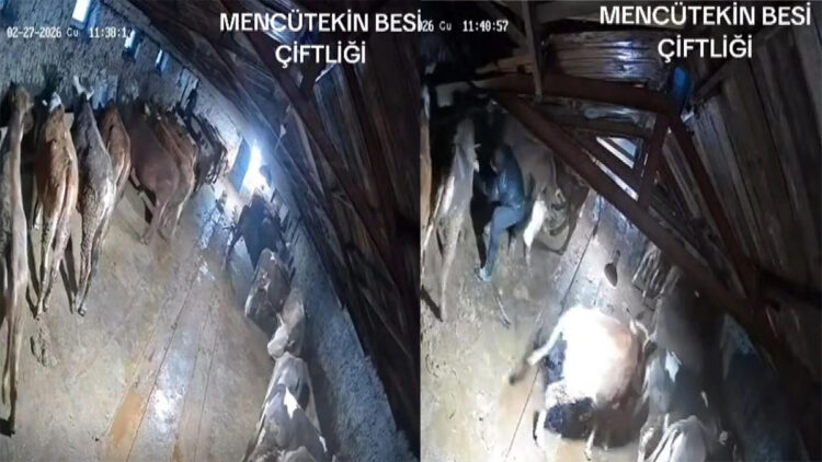 Karın çatısını çökerttiği ahırdaki hayvanları birer birer kurtardılar