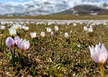 Muş Ovası, baharın müjdecisi çiğdemlerle süslendi