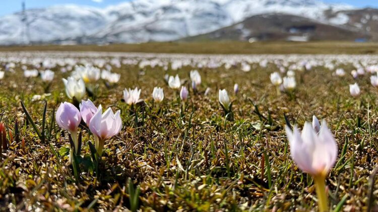 Muş Ovası, baharın müjdecisi çiğdemlerle süslendi