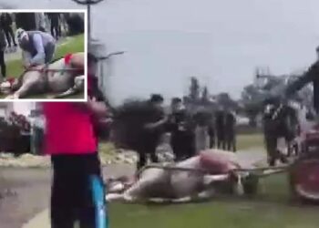 Sahibinin, koşmadığı için dövdüğü at bayıldı