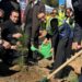 Tekirdağ Şarköy'deki yanan ormana 10 bin fidan dikildi