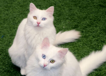 Van Kedi Villası'nın, yeni üyeleri için hazırlıklar başladı