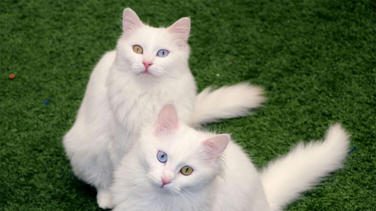 Van Kedi Villası'nın, yeni üyeleri için hazırlıklar başladı