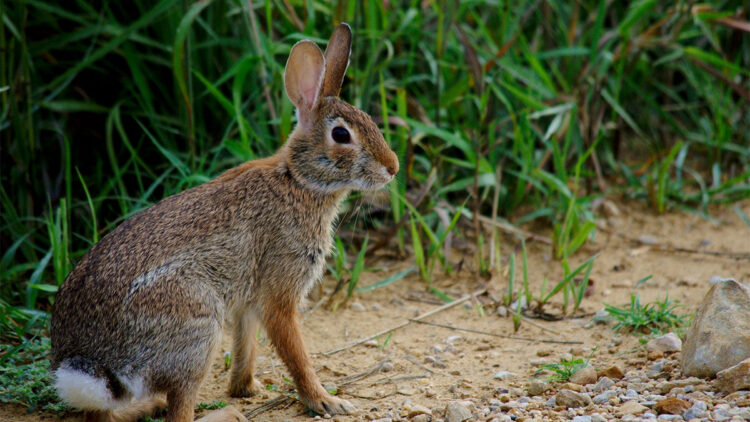 Isparta'da 33 şeker planörü ve 2 Arap tavşanı ele geçirildi