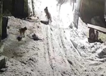 Köye inen kurtlar köpeği alıp götürdü