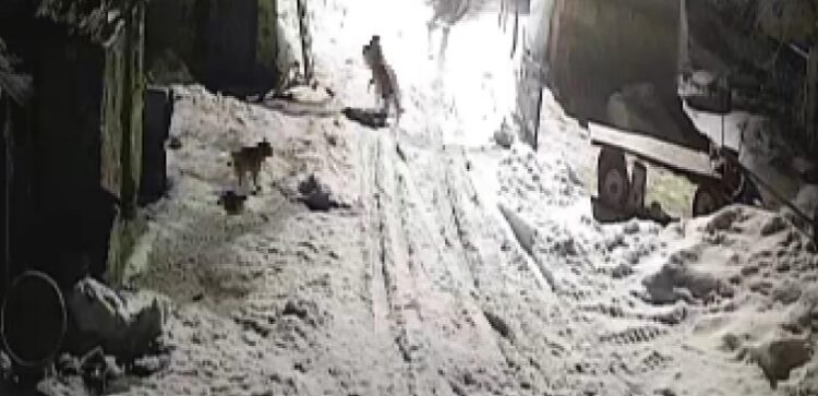 Köye inen kurtlar köpeği alıp götürdü