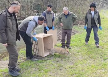 10 yaban ördeği ve tilki, tedavileri sonrası doğaya bırakıldı