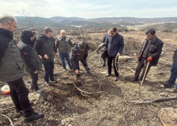Yangında 10 şehidin verildiği ormanda yeniden ağaçlandırma çalışması başlatıldı