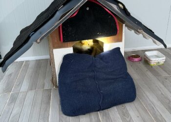 Balıkesir’de sıkıştığı yerde mahsur kalan yavru köpek kurtarıldı