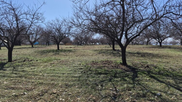 Zirai dondan etkilenen kayısıda bu yıl yüksek verim bekleniyor