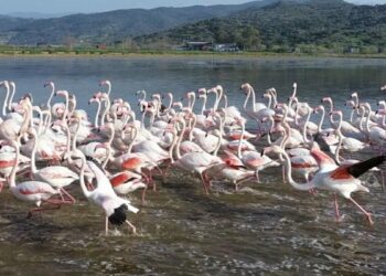 Büyük Menderes’teki taşkın nedeniyle tarlalar su altında kaldı; flamingolar bölgeye akın etti