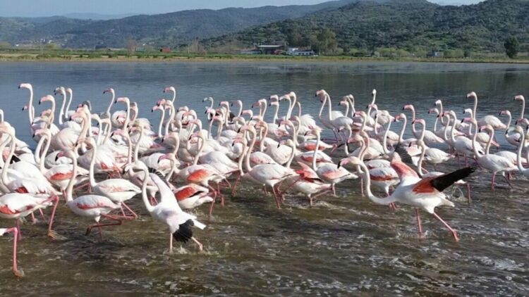 Büyük Menderes’teki taşkın nedeniyle tarlalar su altında kaldı; flamingolar bölgeye akın etti