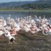 Büyük Menderes’teki taşkın nedeniyle tarlalar su altında kaldı; flamingolar bölgeye akın etti
