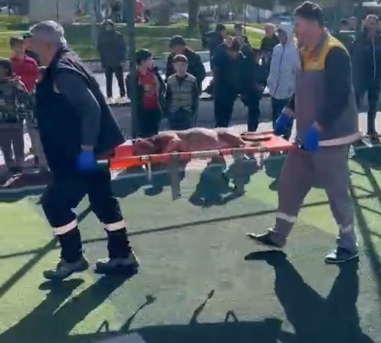 Sultangazi’de futbol sahasında pitbullar birbirine saldırdı