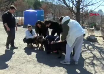 İşitme engelli öğrencilerden, engelli köpekler için kampanya