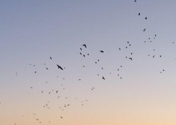 Karga ve sığırcıklar, gökyüzünde görsel şölen oluşturdu