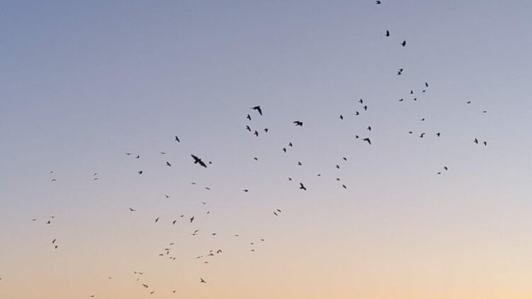 Karga ve sığırcıklar, gökyüzünde görsel şölen oluşturdu
