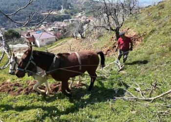 Aydın'da günlük 8 bin TL'ye at ile çift sürecek işçi bulunamıyor